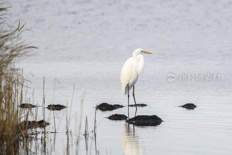 白鹭或大白鹭(Ardea alba)在一个秋天日落的田野。